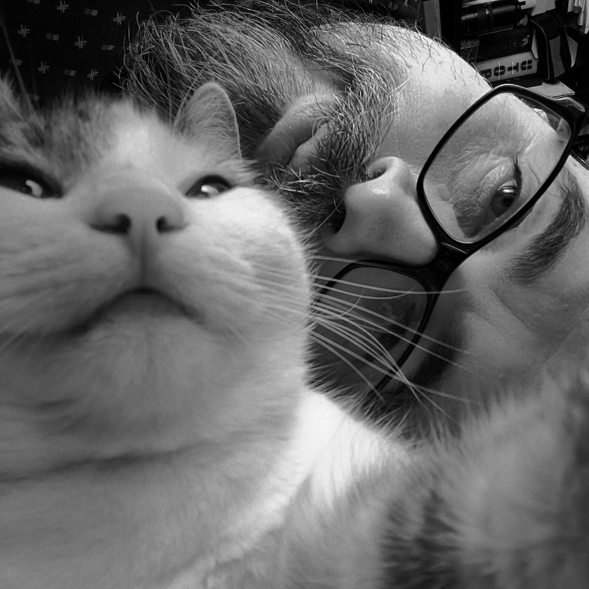 zmroq - świadek absurdu